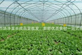 菜市场净菜半成品菜批发，新鲜优质食材一站式采购