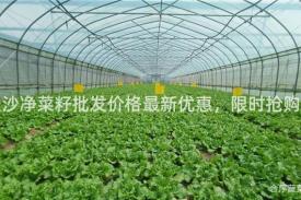 长沙净菜籽批发价格最新优惠，限时抢购！