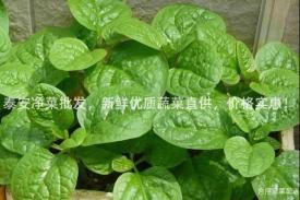 泰安净菜批发，新鲜优质蔬菜直供，价格实惠！