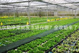 库尔勒净菜批发市场在哪？全攻略来了！