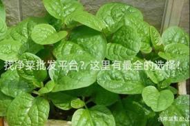 找净菜批发平台？这里有最全的选择！