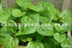 横峰净菜批发：新鲜优质蔬菜直供，价格实惠！