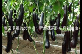 淮南净菜批发市场：新鲜蔬菜供应商的首选