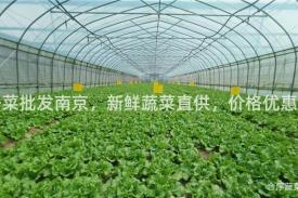 净菜批发南京，新鲜蔬菜直供，价格优惠！