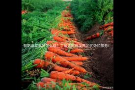 朝阳净菜批发怎么样？了解这家批发商的优势和服务！