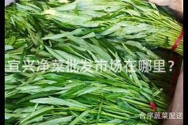 宜兴净菜批发市场在哪里？