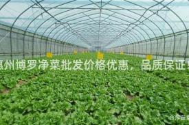 惠州博罗净菜批发价格优惠，品质保证！