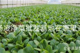 杨凌净菜批发基地在哪里？