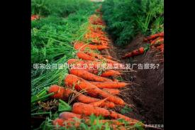 哪家公司提供优质净菜半成品菜批发广告服务？