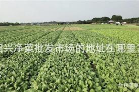 绍兴净菜批发市场的地址在哪里？