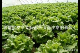 食堂批发净菜有哪些值得注意的事项？
