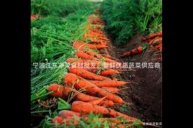 宁波江东净菜食材批发，新鲜优质蔬菜供应商