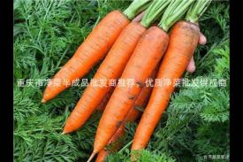 重庆市净菜半成品批发商推荐，优质净菜批发供应商