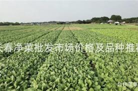 长春净菜批发市场价格及品种推荐