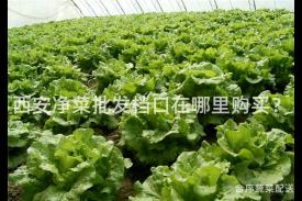 西安净菜批发档口在哪里购买？