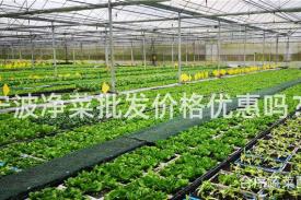 宁波净菜批发价格优惠吗？