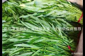 免切净菜批发厂家地址大全，优质供应商推荐