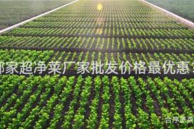 哪家超净菜厂家批发价格最优惠？