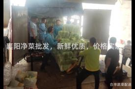 襄阳净菜批发，新鲜优质，价格实惠！