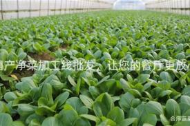 国产净菜加工线批发，让您的餐厅更放心