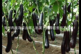 常州肉类净菜去哪儿批发？推荐这些批发市场！