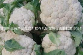 成都哪里有净菜批发？推荐几家性价比高的批发市场！