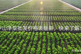中山净菜批发价格表最新，快来了解！