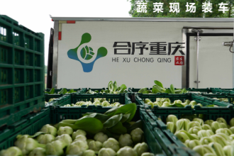 合序重庆蔬菜配送公司，专业采购团队的卓越之旅