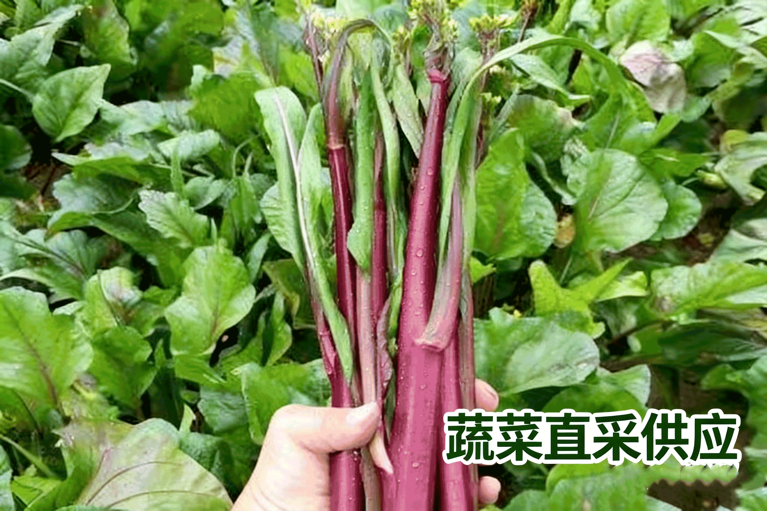 酒店蔬菜配送的“面子工程”：高端餐饮绝不能忍的三大瑕疵